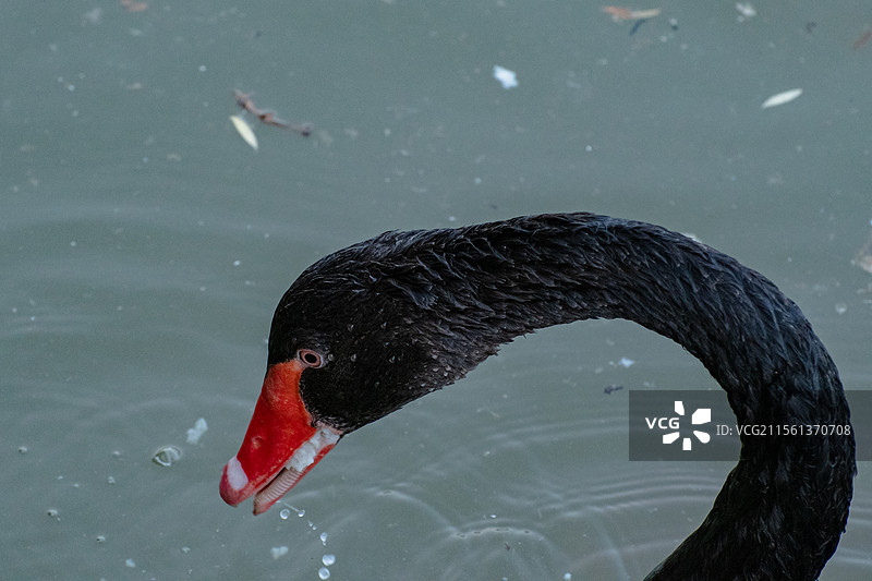 西北农林科技大学的天鹅们图片素材