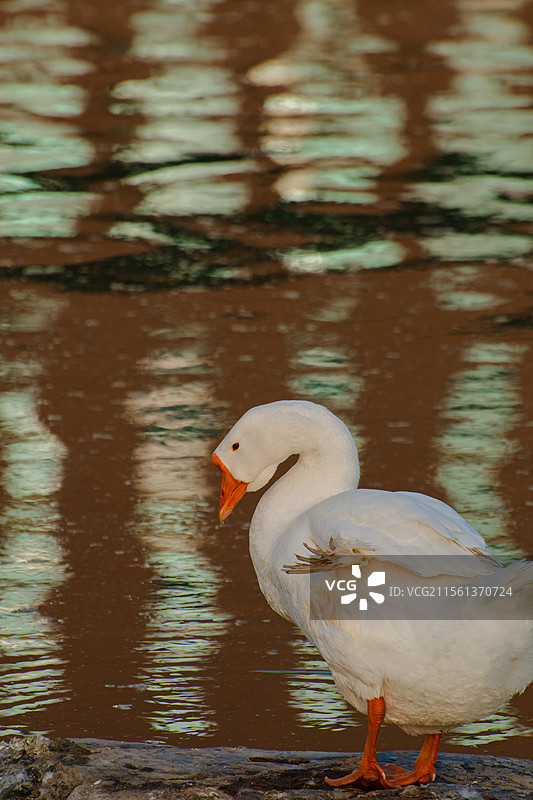 西北农林科技大学的天鹅们图片素材