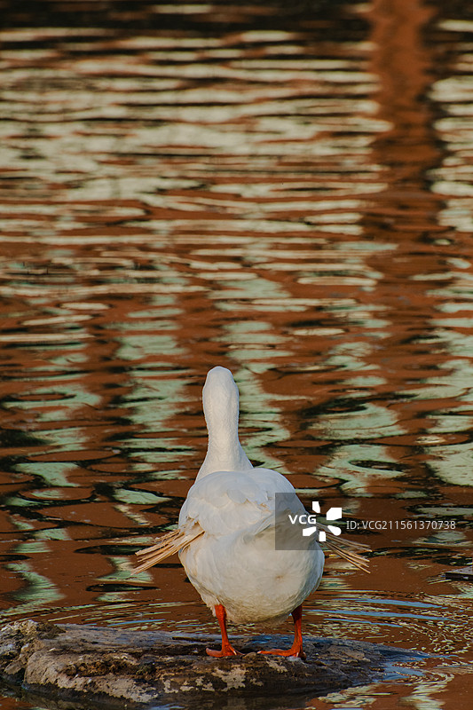 西北农林科技大学的天鹅们图片素材