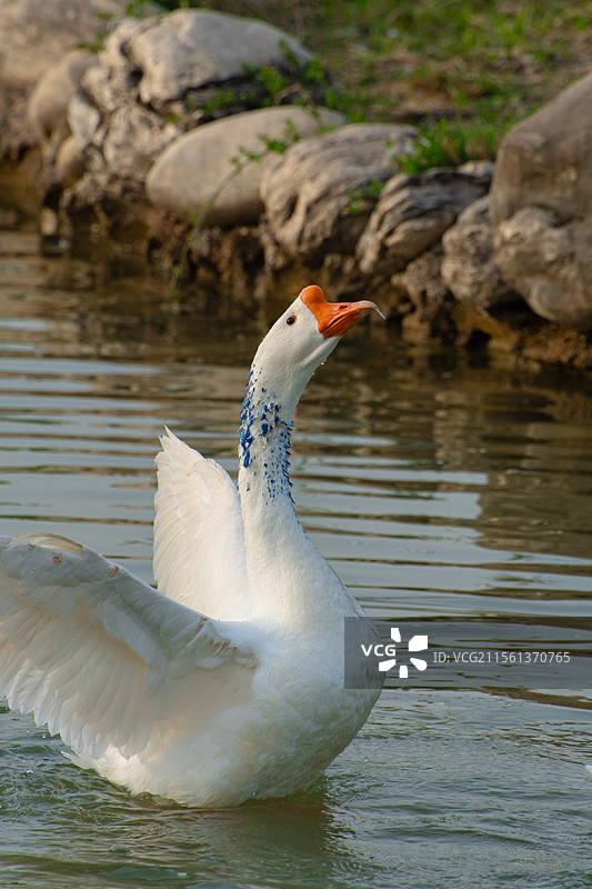 西北农林科技大学的天鹅们图片素材