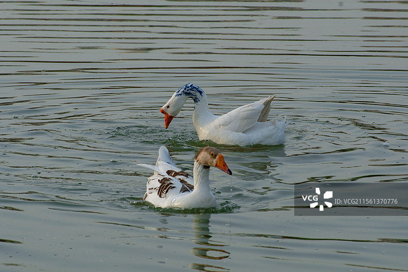 西北农林科技大学的天鹅们图片素材