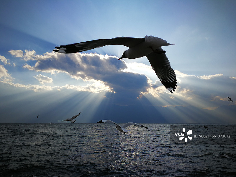 穿透云层的阳光和迎空展翅的红嘴鸥图片素材