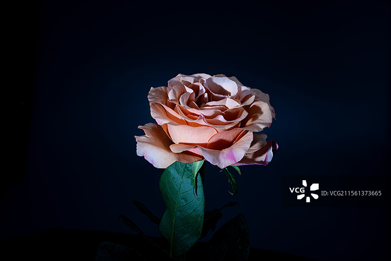 牡丹花图片素材