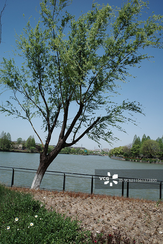 晴天河边的斜着的树图片素材