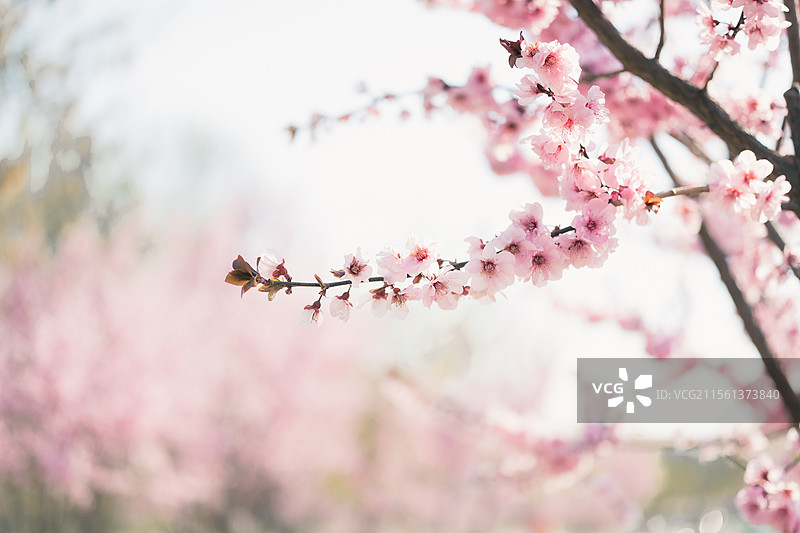 任丘公园桃花局部特写图片素材