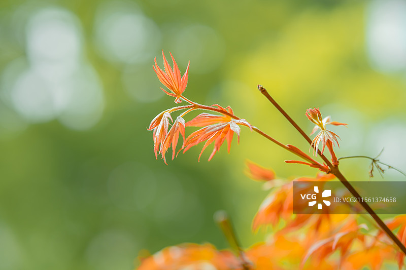 春天新生的红色的枫叶特写图片素材