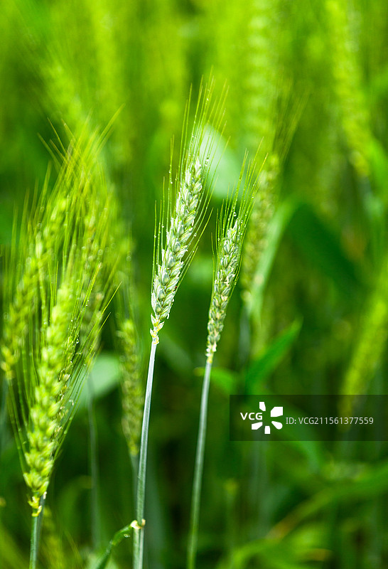 成都市双流区凤求凰公园春雨后浓雾孤独的树元素设计全景图片素材