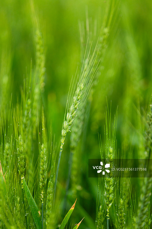 成都市双流区凤求凰公园春雨后浓雾孤独的树元素设计全景图片素材