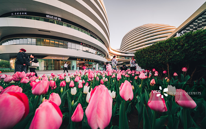 现代建筑与郁金香图片素材