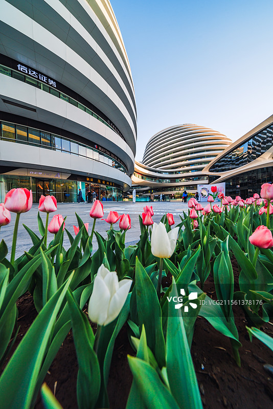 现代建筑与郁金香图片素材
