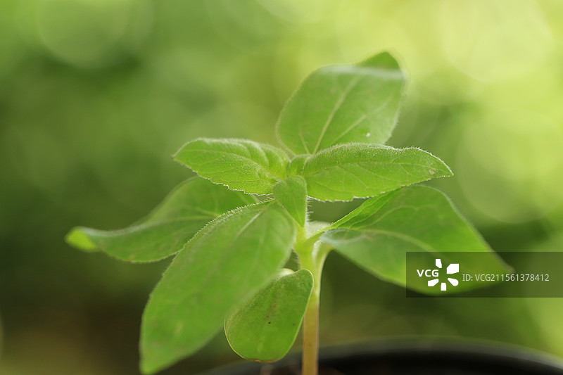 向日葵小苗，品种为超级微笑图片素材