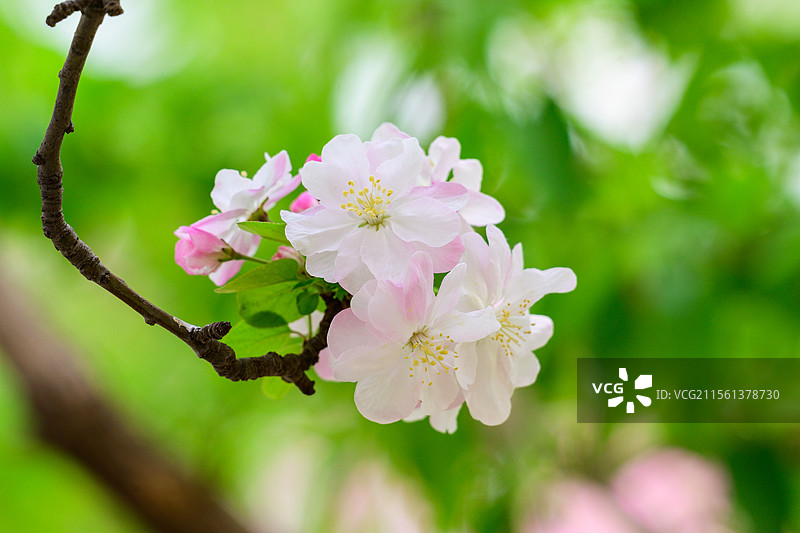 北京元大都城垣遗址公园春日海棠花溪，西府海棠图片素材