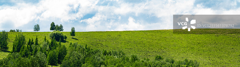 大草原上的树木图片素材