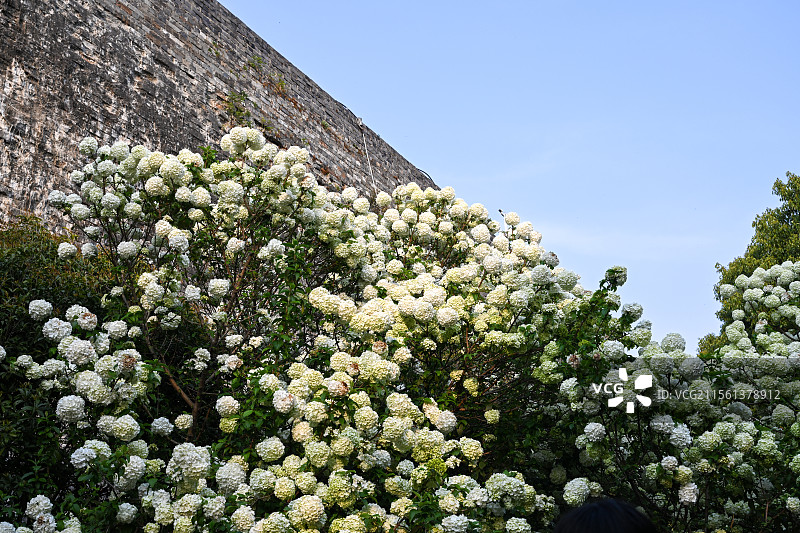 南京明城墙下木绣球花 南京网红打卡地 南京赏花季图片素材
