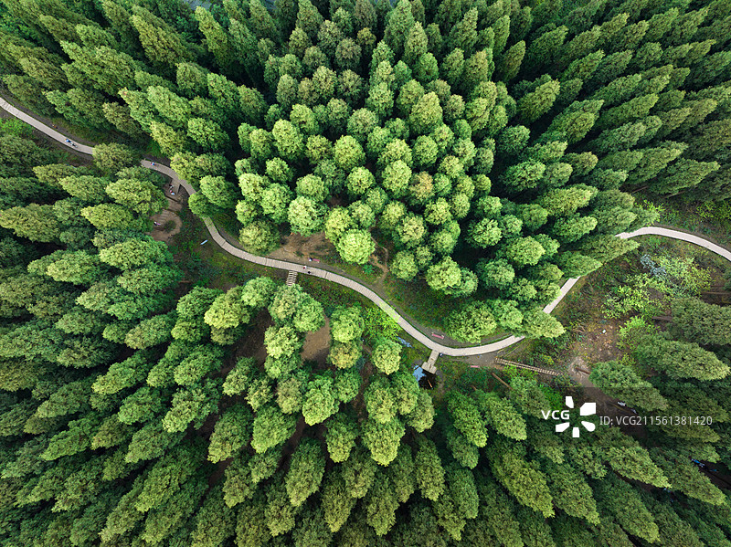中坝森林公园 原始森林 龙溪虹口国家级自然保护区图片素材