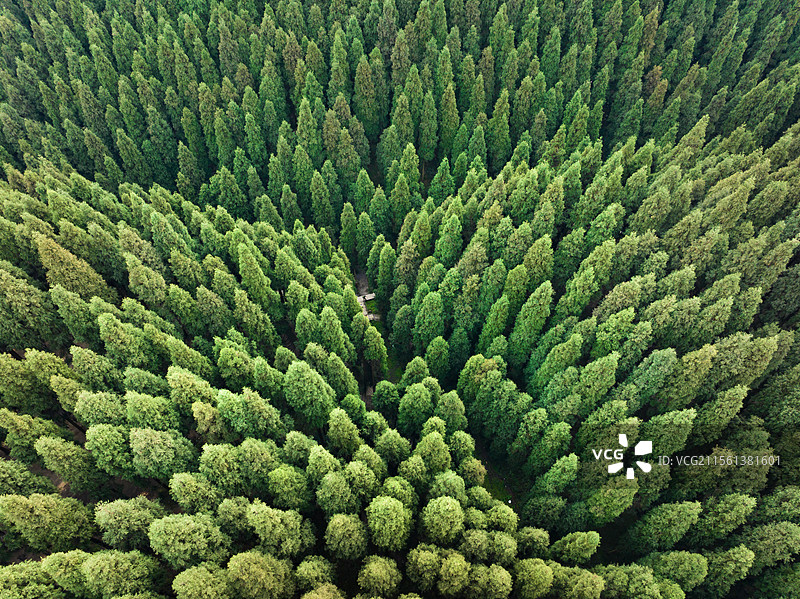 中坝森林公园 原始森林 龙溪虹口国家级自然保护区图片素材