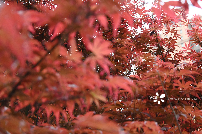 春天的鸡爪槭 红枫树与果实特写图片素材