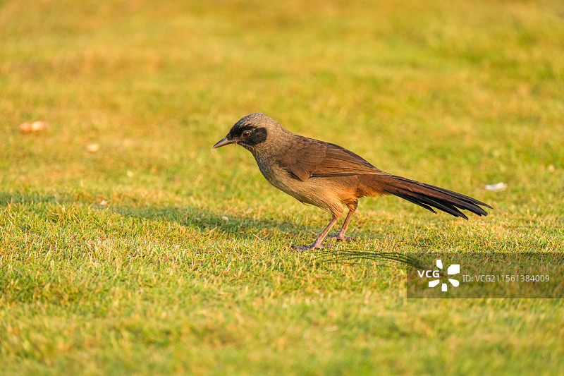 深圳人才公园草地上和树林中的小鸟（晨光中的黑脸噪鹛，白鹡鸰）图片素材