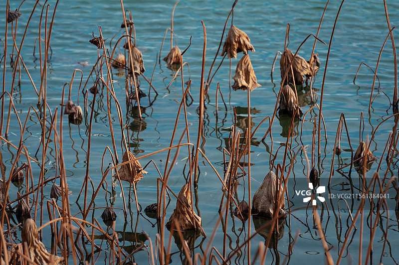 常熟尚湖残荷素材图片素材