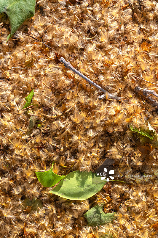 三球悬铃木果序 法国梧桐树的果实 人间四月天 地面铺满金色绒毛 上海浦东世纪公园植物图鉴图片素材