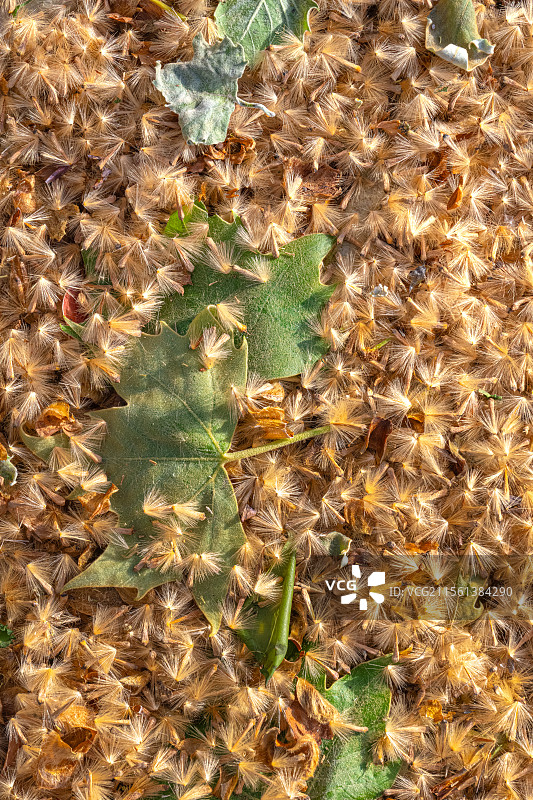 三球悬铃木果序 法国梧桐树的果实 人间四月天 地面铺满金色绒毛 上海浦东世纪公园植物图鉴图片素材