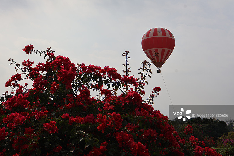 中科院热带植物园里的热气球图片素材