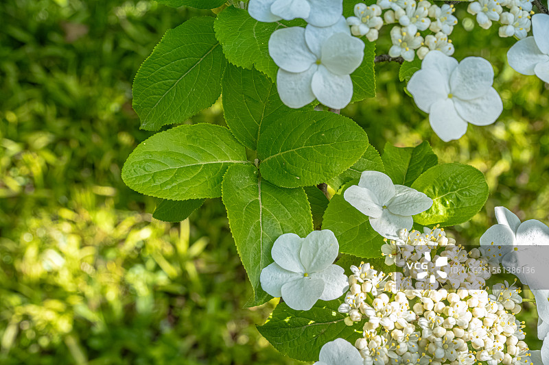 琼花 蝴蝶花 花朵特写 聚伞花序 外围不育花 荚蒾属灌木 人间四月天 上海浦东世纪公园春季植物图鉴图片素材