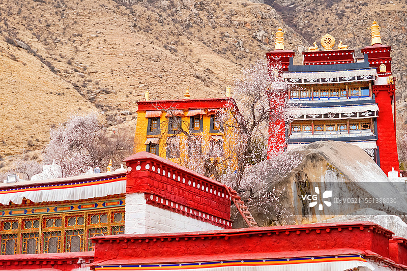 拉萨春天帕邦喀寺庙与桃花图片素材