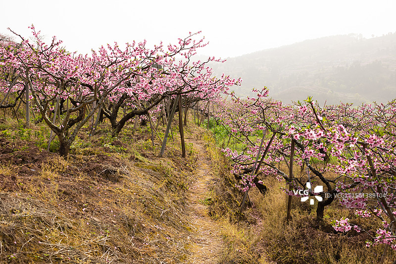 中国四川成都宝狮湖龙泉桃花绽放，三月大自然万物复苏生长，繁花似锦美不胜收，户外田野耕地种植美景图片素材