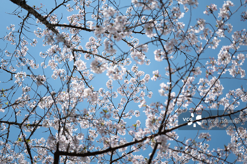 日本太宰府天满宫图片素材