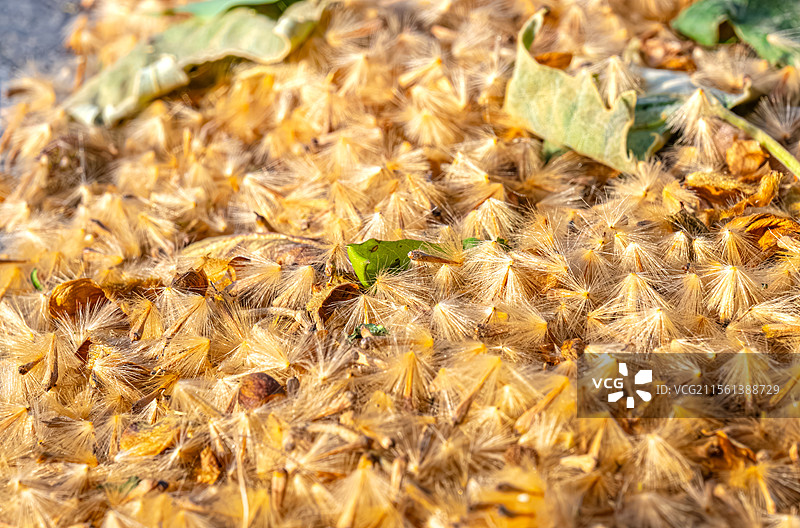 三球悬铃木果序 法国梧桐树的果实 人间四月天 地面铺满金色绒毛 上海浦东世纪公园植物图鉴图片素材