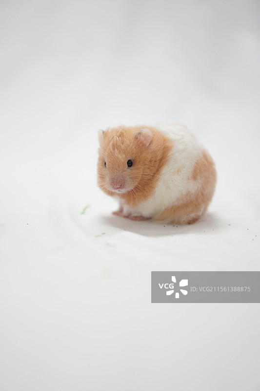 可爱黄白色金丝熊仓鼠图片素材