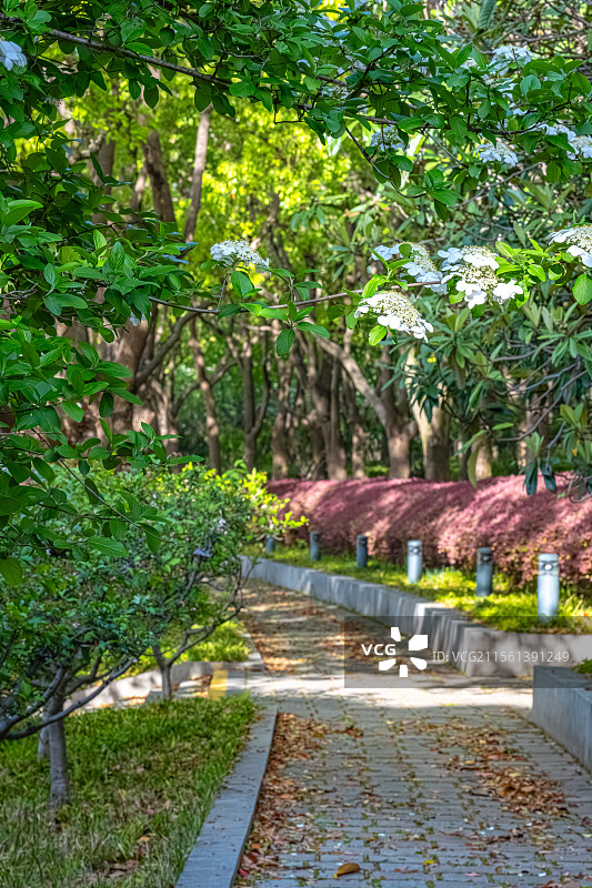 世纪公园四月天春日风景 林荫路上光影斑驳琼花盛开 曲径通幽 上海浦东花园城市建设图片素材