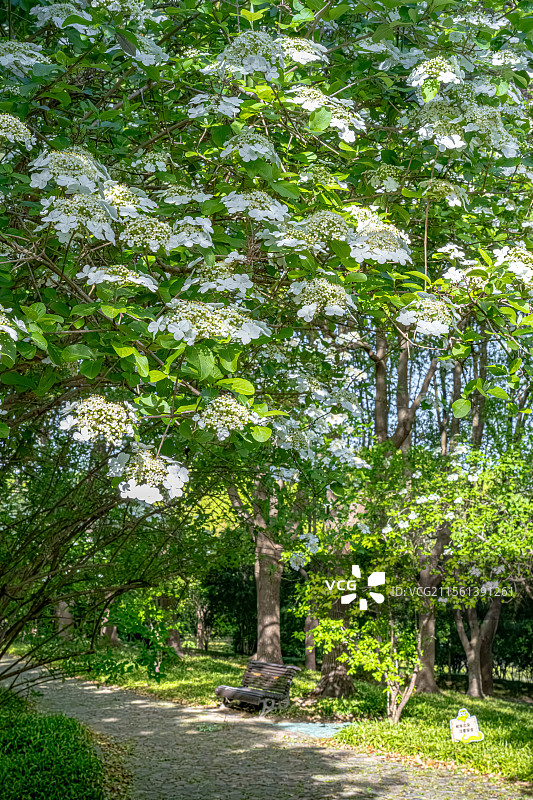 世纪公园四月天春日风景 林荫路上光影斑驳琼花盛开 曲径通幽石头路上有一张躺椅 上海浦东花园城市建设图片素材