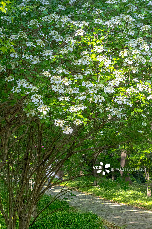 世纪公园四月天春日风景 林荫路上光影斑驳琼花盛开 曲径通幽石头路 上海浦东花园城市建设图片素材