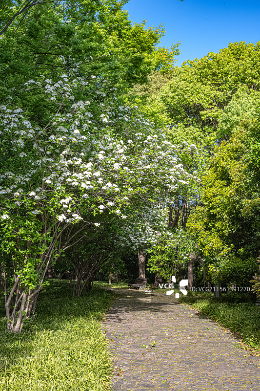 世纪公园四月天春日风景 林荫路上光影斑驳琼花盛开 曲径通幽石头路上有一张躺椅 上海浦东花园城市建设图片素材