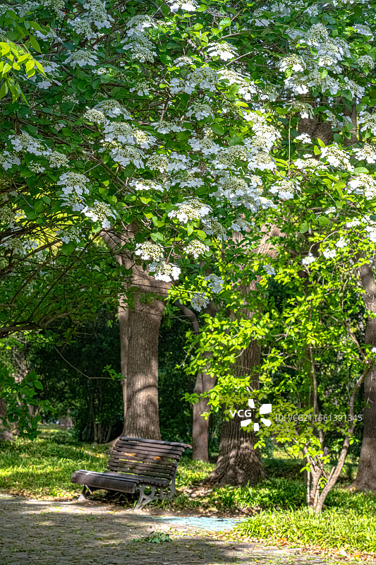 世纪公园四月天春日风景 林荫路上光影斑驳琼花盛开 曲径通幽石头路上有一张躺椅 上海浦东花园城市建设图片素材