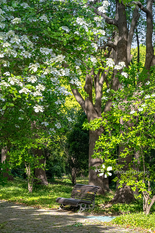 世纪公园四月天春日风景 林荫路上光影斑驳琼花盛开 曲径通幽石头路上有一张躺椅 上海浦东花园城市建设图片素材