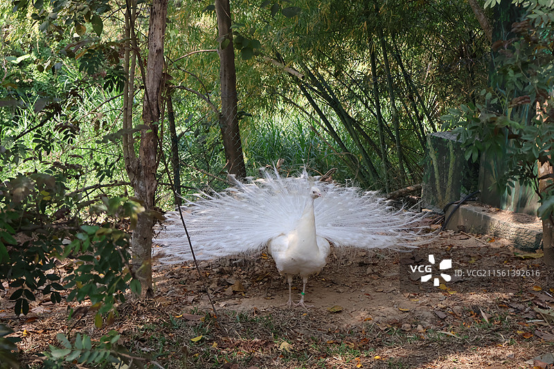 西双版纳热带雨林公园的孔雀开屏图片素材