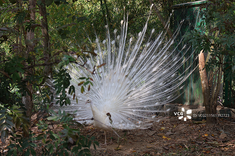 西双版纳热带雨林公园的孔雀开屏图片素材