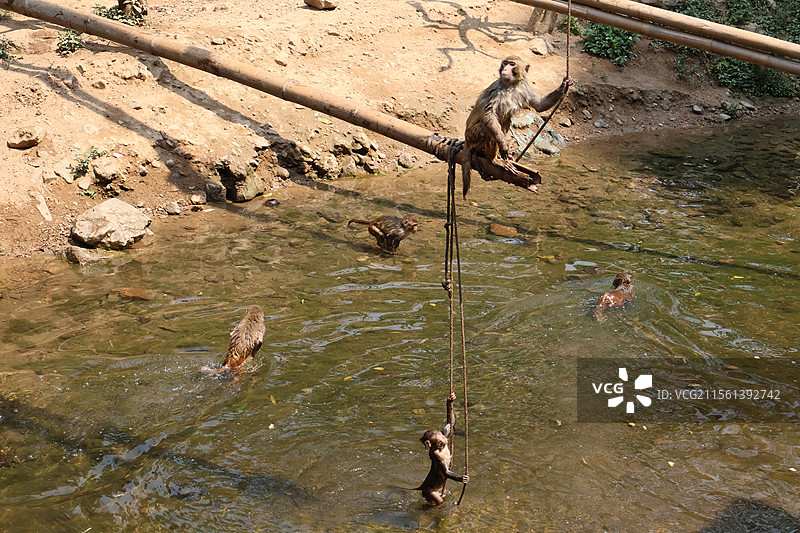 西双版纳热带雨林公园里活泼可爱打打闹闹的猴子们图片素材