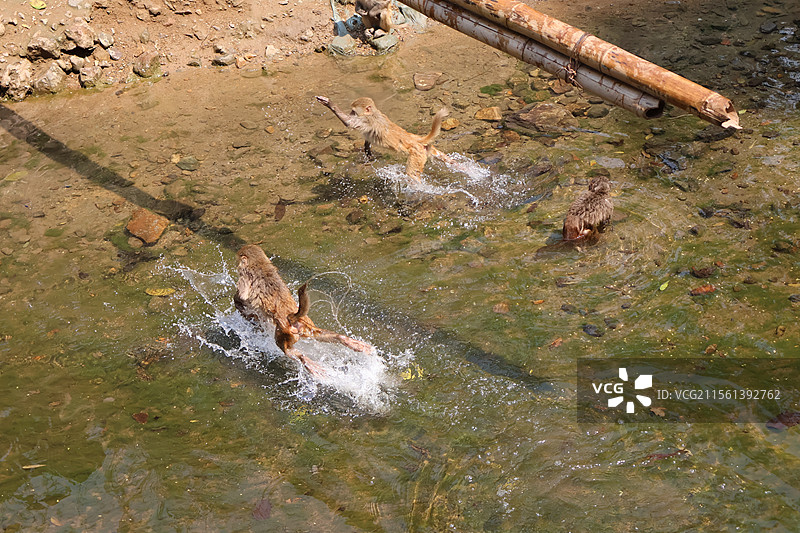 西双版纳热带雨林公园里活泼可爱打打闹闹的猴子们图片素材