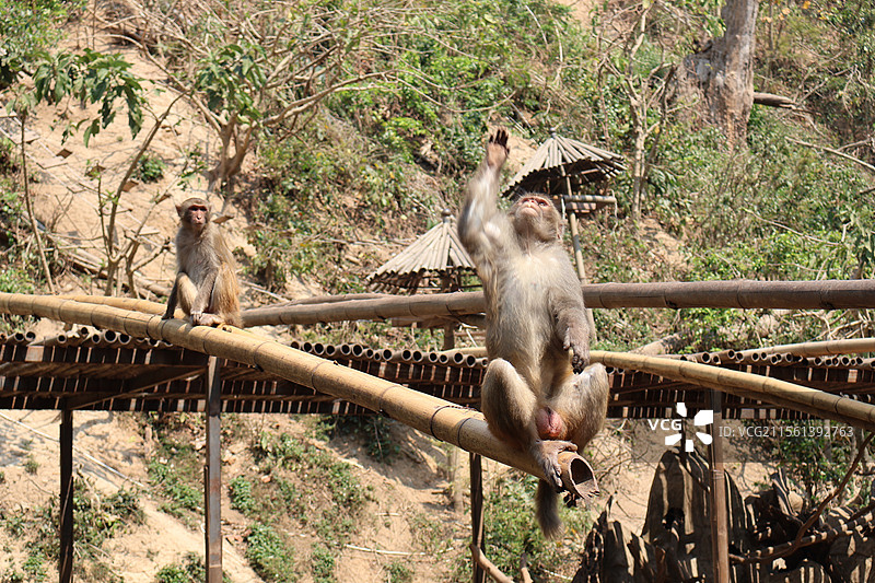 西双版纳热带雨林公园里活泼可爱打打闹闹的猴子们图片素材