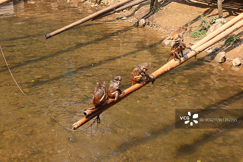 西双版纳热带雨林公园里活泼可爱打打闹闹的猴子们图片素材