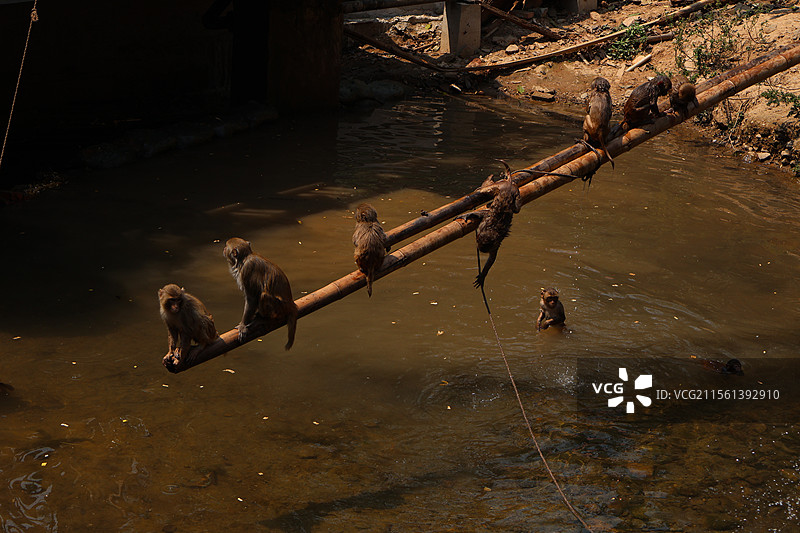西双版纳热带雨林公园里活泼可爱打打闹闹的猴子们图片素材