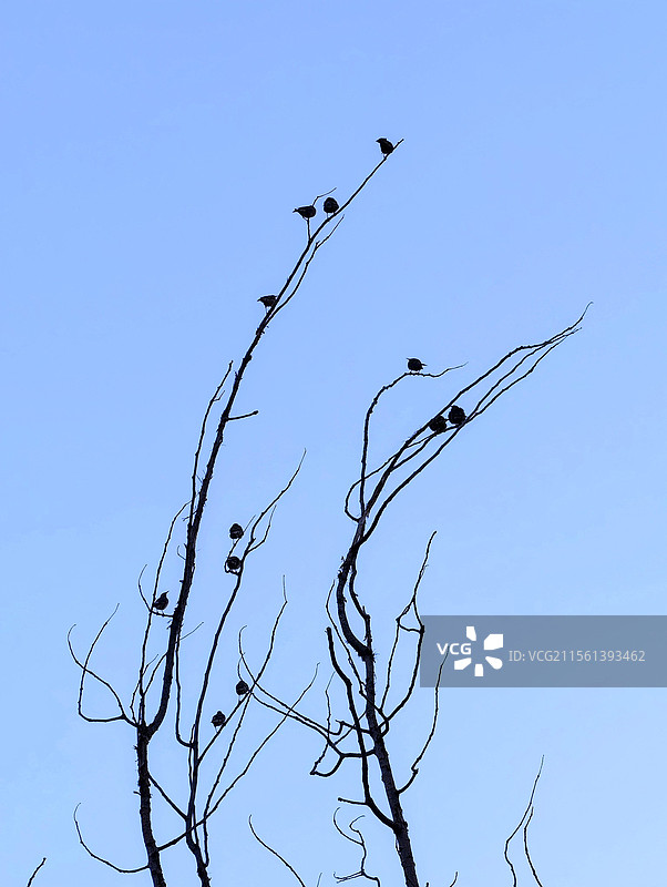 一打（十二只）小鸟，喜登树梢图片素材