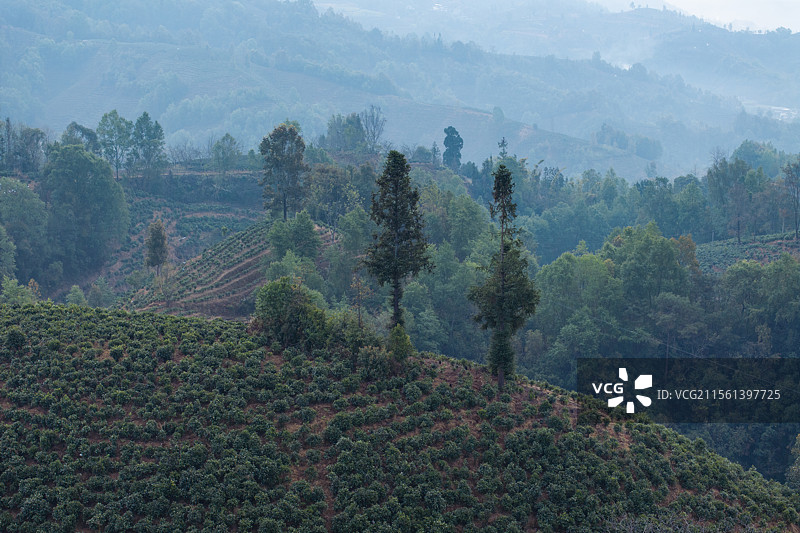 云南省凤庆县日出时分茶山风光图片素材