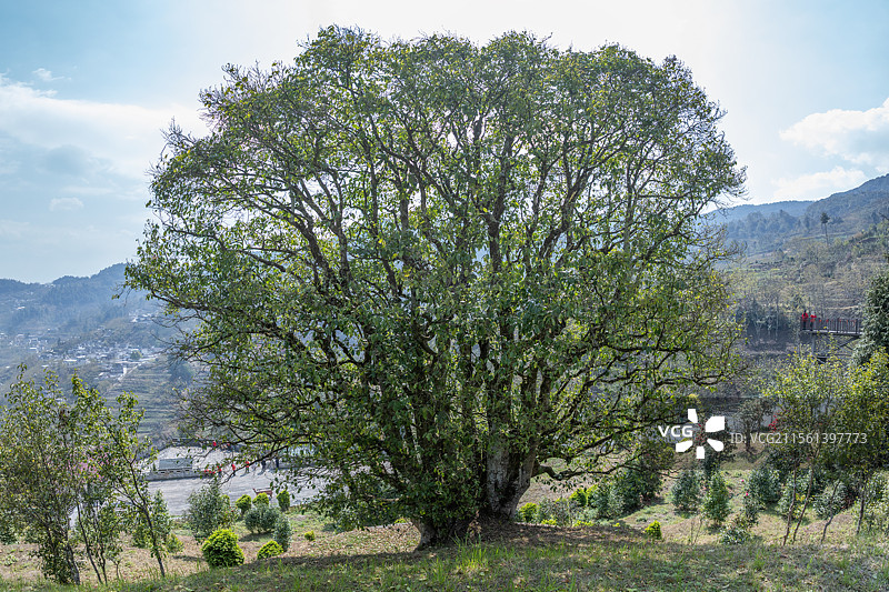 云南省凤庆县锦绣村3200年古茶树茶尊航拍图图片素材