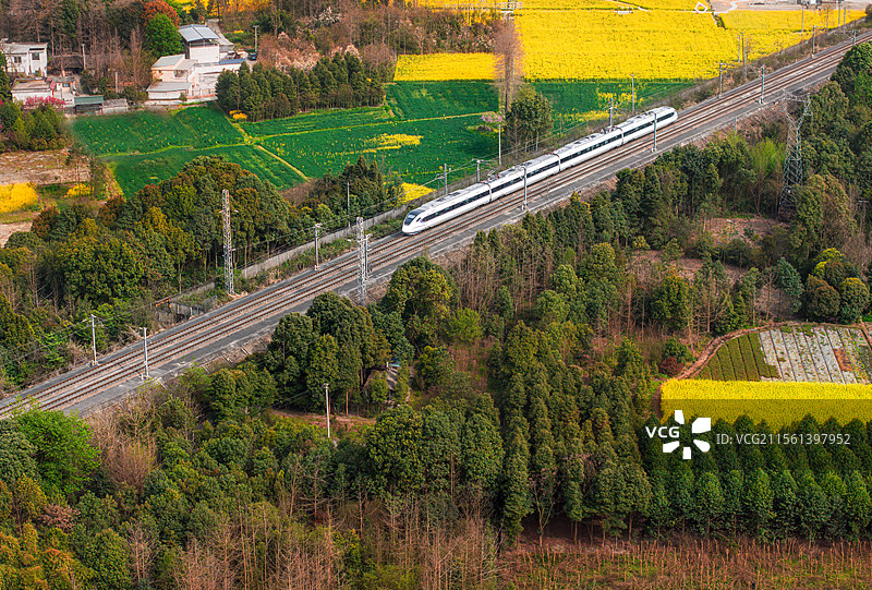 中国四川成都都江堰油菜花田里驶过的高铁动车航拍图图片素材