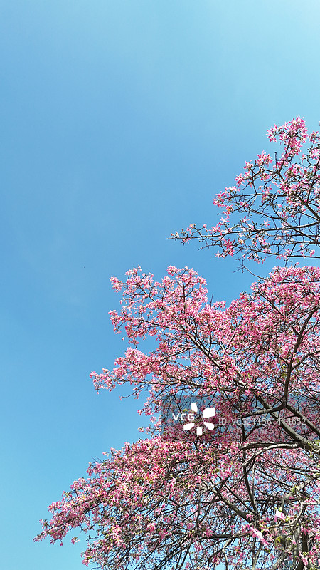 深圳异木棉图片素材